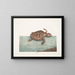 La tortue caouanne - Mark Catesby — kehystetty taideteos seinällä