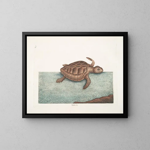 La tortue caouanne - Mark Catesby — kehystetty taideteos seinällä