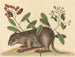 Le coney des Bahamas - Mark Catesby — näkymä teoksesta