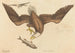 Le Pygargue à tête blanche (Falco leucocephalus) - Mark Catesby — näkymä teoksesta