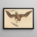 Le Pygargue à tête blanche (Falco leucocephalus) - Mark Catesby — kehystetty taideteos seinällä