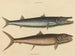 Le barracuda - Mark Catesby — näkymä teoksesta