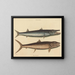 Le barracuda - Mark Catesby — kehystetty taideteos seinällä
