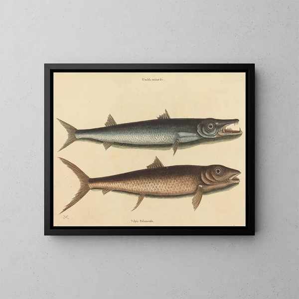 Le barracuda - Mark Catesby — kehystetty taideteos seinällä