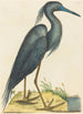 Le Héron Bleu Ardea coerulea - Mark Catesby — näkymä teoksesta