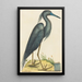 Le Héron Bleu Ardea coerulea - Mark Catesby — kehystetty taideteos seinällä