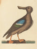 Le Canard souchet à ailes bleues Anas clypeata foemina - Mark Catesby — näkymä teoksesta