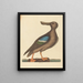Le Canard souchet à ailes bleues Anas clypeata foemina - Mark Catesby — kehystetty taideteos seinällä