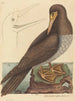 Le fou Pelecanus sula - Mark Catesby — näkymä teoksesta