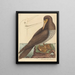 Le fou Pelecanus sula - Mark Catesby — kehystetty taideteos seinällä