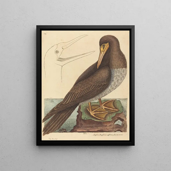 Mark Catesby - The Booby Pelecanus Sula.webp