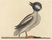 Le canard à tête de buffle - Mark Catesby — näkymä teoksesta