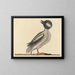 Le canard à tête de buffle - Mark Catesby — kehystetty taideteos seinällä