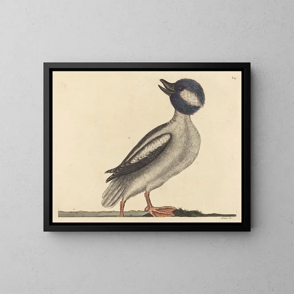 Le canard à tête de buffle - Mark Catesby — kehystetty taideteos seinällä