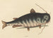 Le Poisson-Chat Silurus catus - Mark Catesby — näkymä teoksesta