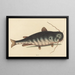 Le Poisson-Chat Silurus catus - Mark Catesby — kehystetty taideteos seinällä