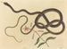 Le serpent fouet de coachwhip - Mark Catesby — näkymä teoksesta