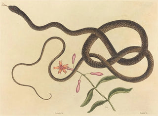Le serpent fouet de coachwhip - Mark Catesby — näkymä teoksesta