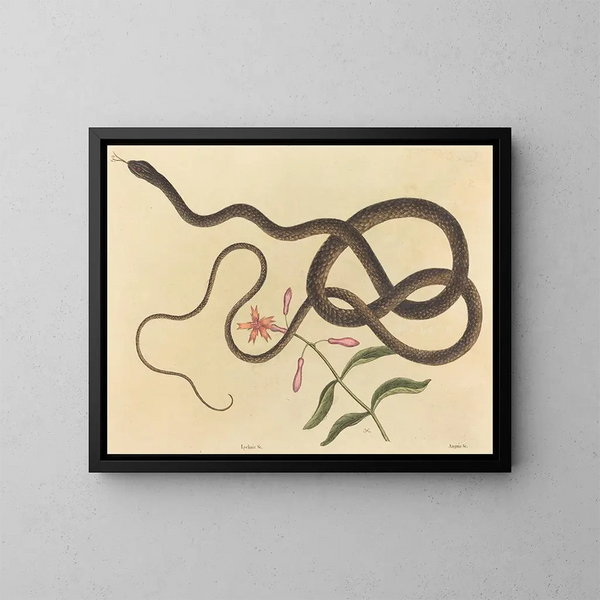 Le serpent fouet de coachwhip - Mark Catesby — kehystetty taideteos seinällä