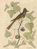 Le Moucherolle huppé Muscicapa cristata - Mark Catesby — näkymä teoksesta