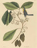 Le Grimpereau des pins Parus americanus - Mark Catesby — näkymä teoksesta