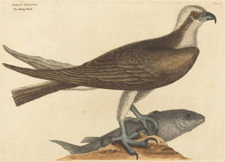 Mark Catesby - The Fishing Hawk Falco haliaetus.webp