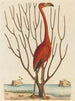 Le flamant rose Phoenicopterus ruber - Mark Catesby — näkymä teoksesta