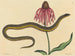 Le serpent de verre Anguis ventralis - Mark Catesby — näkymä teoksesta