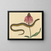 Le serpent de verre Anguis ventralis - Mark Catesby — kehystetty taideteos seinällä