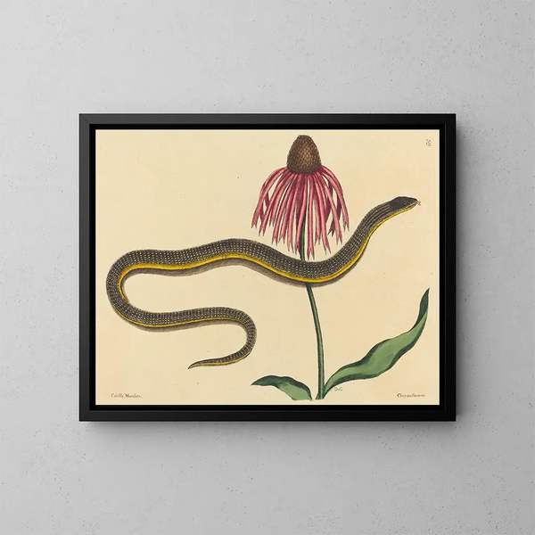 Le serpent de verre Anguis ventralis - Mark Catesby — kehystetty taideteos seinällä