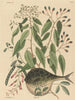Le poisson globe Tetrodon lagocephalus - Mark Catesby — näkymä teoksesta