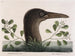 Le grand bouc à feuilles obtuses d'Anthémis Bassano - Mark Catesby — näkymä teoksesta
