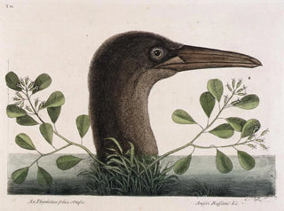 Le grand bouc à feuilles obtuses d'Anthémis Bassano - Mark Catesby — näkymä teoksesta