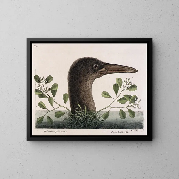 Le grand bouc à feuilles obtuses d'Anthémis Bassano - Mark Catesby — kehystetty taideteos seinällä