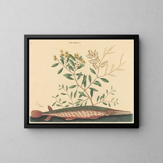 Mark Catesby - The Green Gar Fish Esox osseus.webp