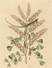 Le lézard vert de la Jamaïque Lacerta bullaris - Mark Catesby — näkymä teoksesta