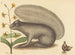 Le tamia gris - Mark Catesby — näkymä teoksesta