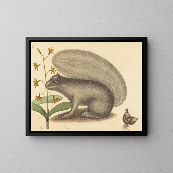 Le tamia gris - Mark Catesby — kehystetty taideteos seinällä