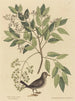 La Tourterelle terrestre Columba passerina - Mark Catesby — näkymä teoksesta