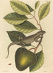 L'Iguane Lacerta Iguana - Mark Catesby — näkymä teoksesta