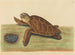 La tortue imbriquée - Mark Catesby — näkymä teoksesta