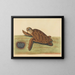 La tortue imbriquée - Mark Catesby — kehystetty taideteos seinällä