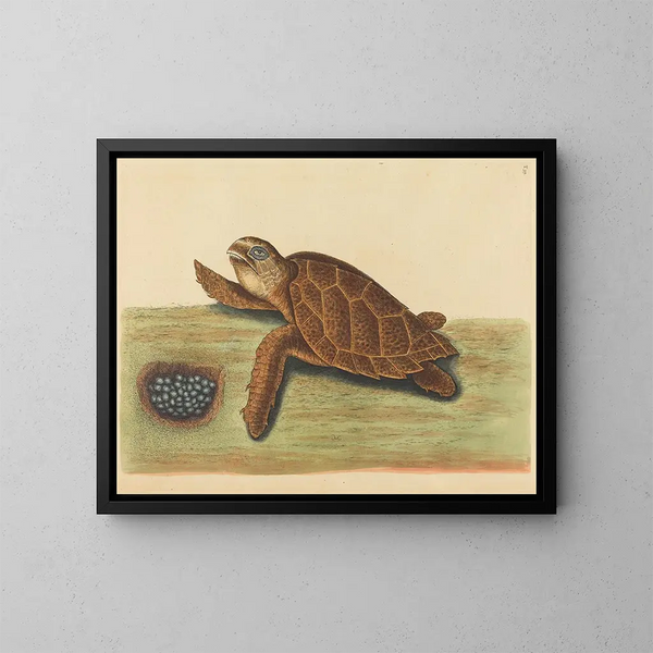 La tortue imbriquée - Mark Catesby — kehystetty taideteos seinällä