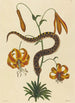 Le Serpent à Nez de Cochon Boa contortrix - Mark Catesby — näkymä teoksesta