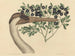 La Grue du Canada Ardea americana - Mark Catesby — näkymä teoksesta