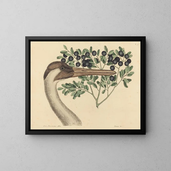 La Grue du Canada Ardea americana - Mark Catesby — kehystetty taideteos seinällä