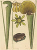 La grenouille terrestre Rana - Mark Catesby — näkymä teoksesta
