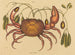 Le crabe terrestre Cancer ruricola - Mark Catesby — näkymä teoksesta