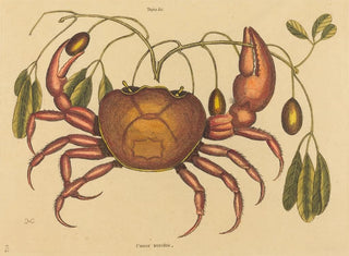 Le crabe terrestre Cancer ruricola - Mark Catesby — näkymä teoksesta