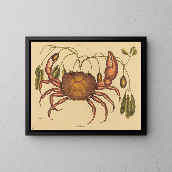 Le crabe terrestre Cancer ruricola - Mark Catesby — kehystetty taideteos seinällä
